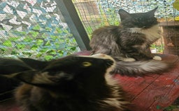 Maine Coon cats for sale: BLACK AND WHITE Maine Coons  - Image 10