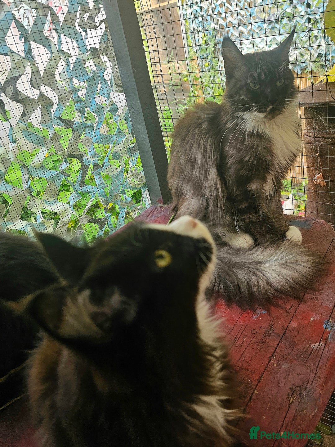 Maine Coon cats for sale: BLACK AND WHITE Maine Coons  - Image 10