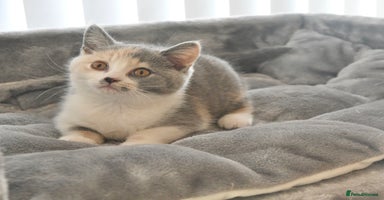 British Shorthair cats - Advert 8