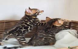 Bengal cats for sale: Gorgeous Pedigree Bengal Kittens  - Image 14