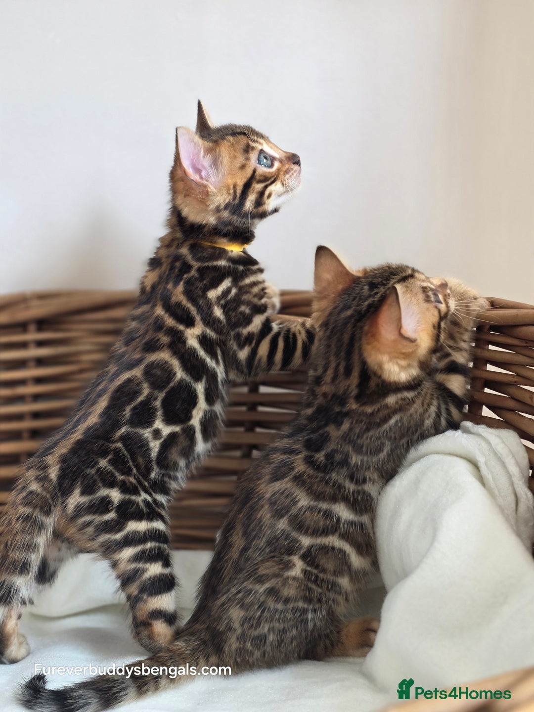 Bengal cats for sale: Gorgeous Pedigree Bengal Kittens  - Image 14