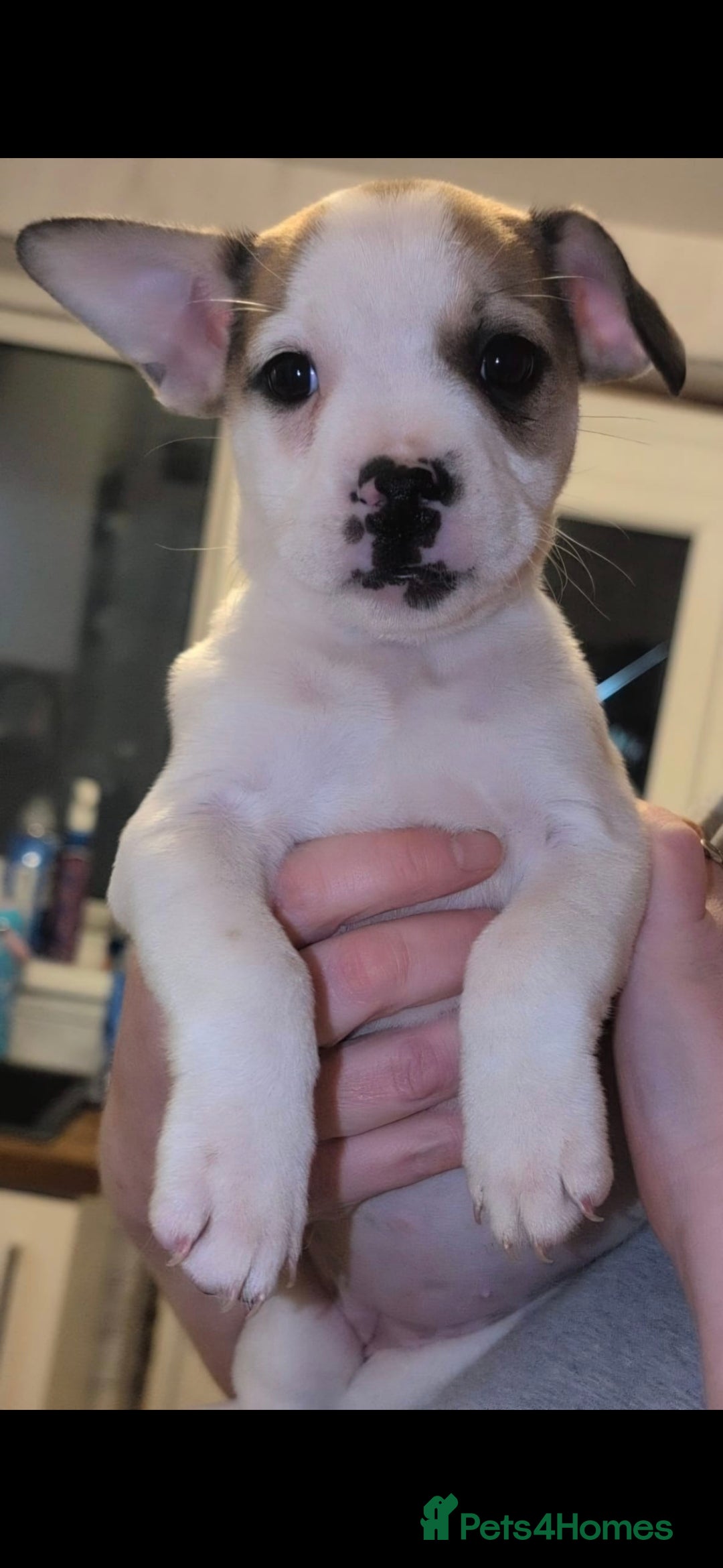 Mixed Breed dogs for sale: Puppies for sale - Advert 6