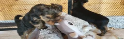 Yorkshire Terrier dogs for sale: Yorkshire Terrier puppies  from Licensed Breeder  - Advert 13
