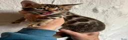 Bengal cats for sale: Beautiful Bengal babies  - Advert 3