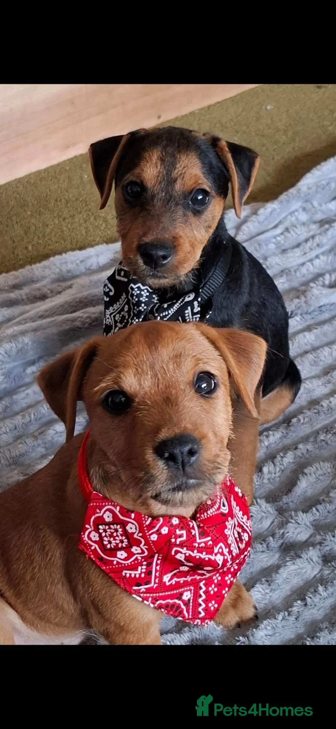 Lakeland Terrier dogs for sale: Lakeland terrier puppies in Worcester - Advert 2