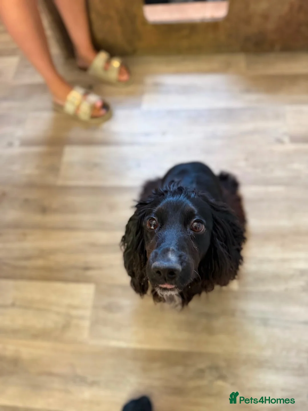 Cocker Spaniel dogs for sale: Cocker spaniel puppies  - Advert 8