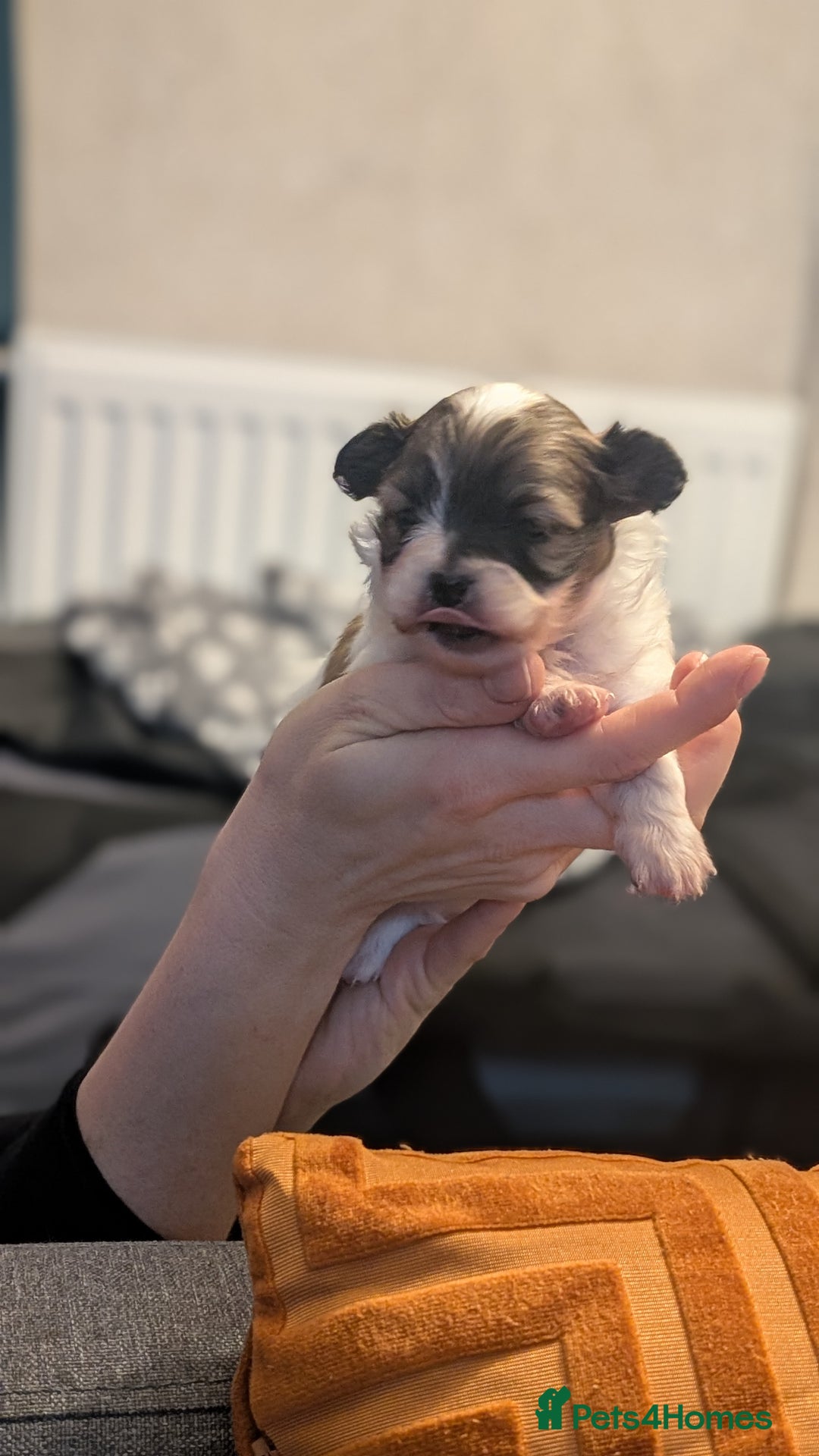 Papillon dogs for sale: Stunning papillon girls  - Advert 7