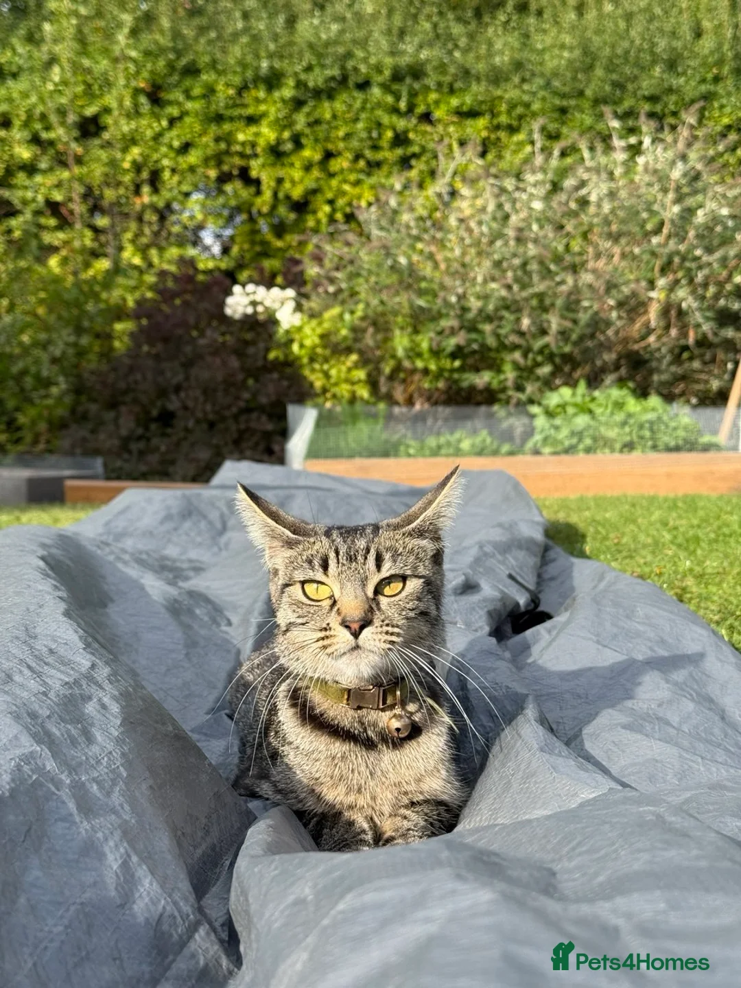 Mixed Breed cats for sale: Tabby  - Advert 2