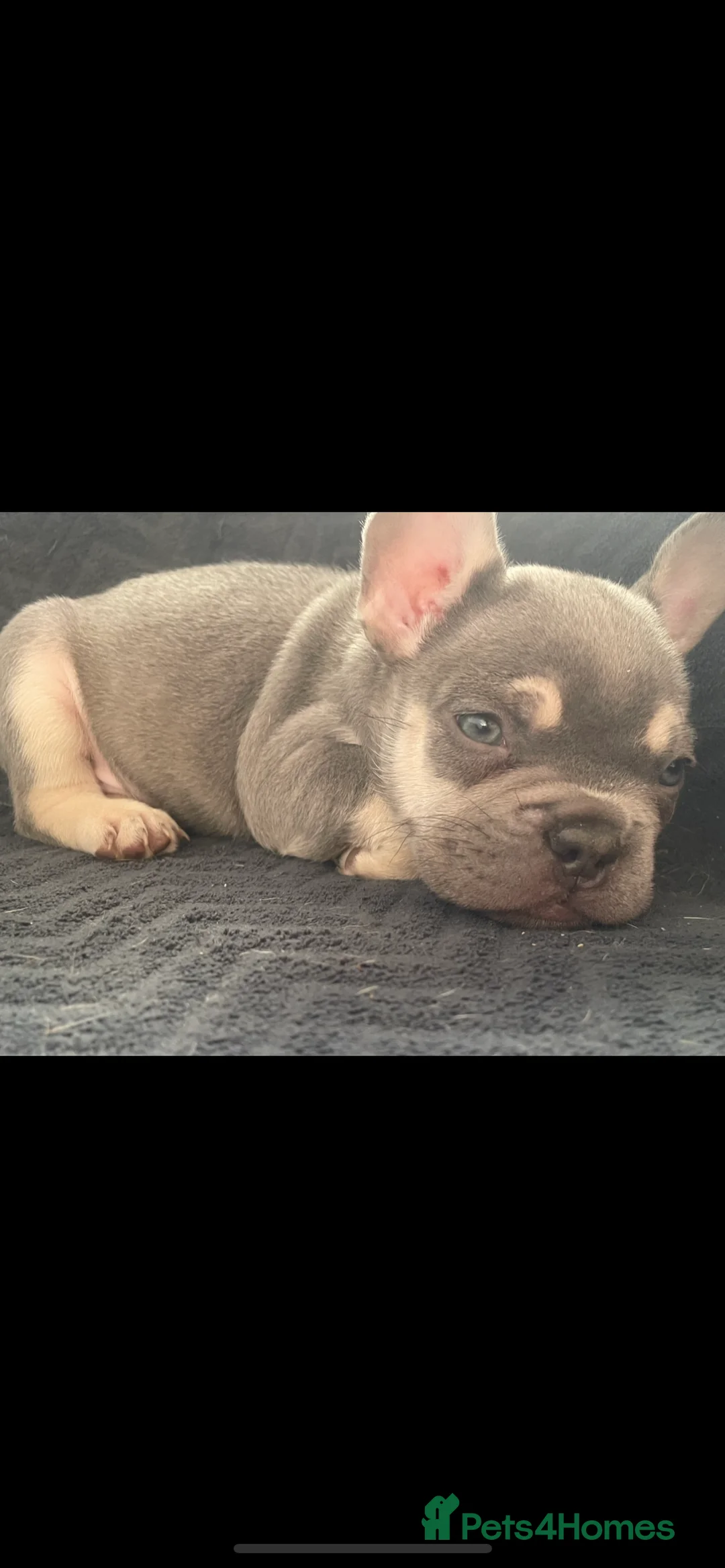 French Bulldog dogs for stud: Cryptic Merle platinum French bulldog  - Advert 8