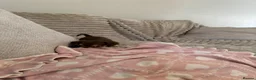 Chihuahua dogs for sale: Gorgeous chocolate tri chihuahua puppy boy - Advert 8