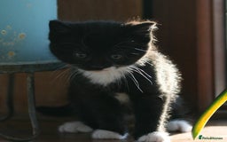 Exotic cats for sale: Exotic cross kittens - Advert 10