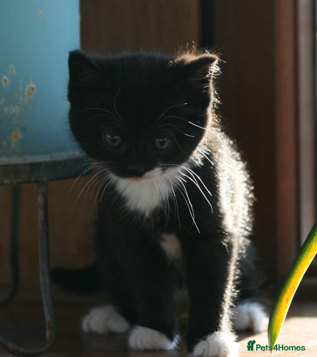 Exotic cats for sale: Exotic cross kittens - Advert 10