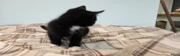 Mixed Breed cats for sale: Kittens For Sale - Advert 5