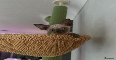 Devon Rex cats - Advert 4