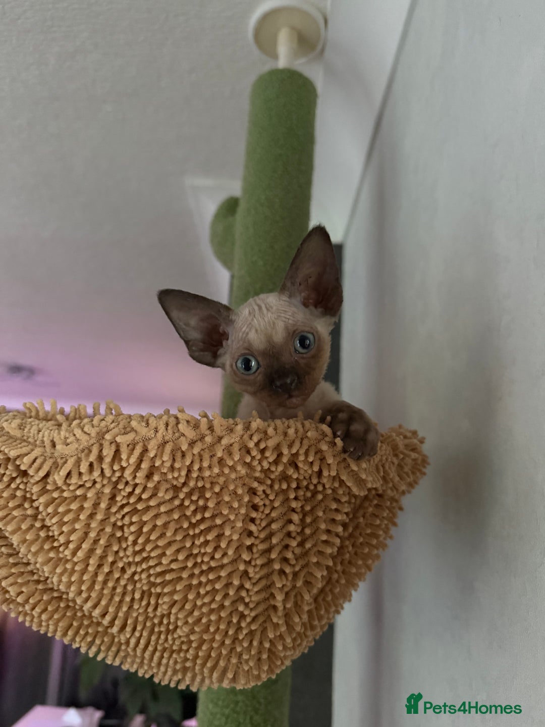 Devon Rex cats for sale: ‼️Last boy left ‼️🤩😍🤩 - Image 3