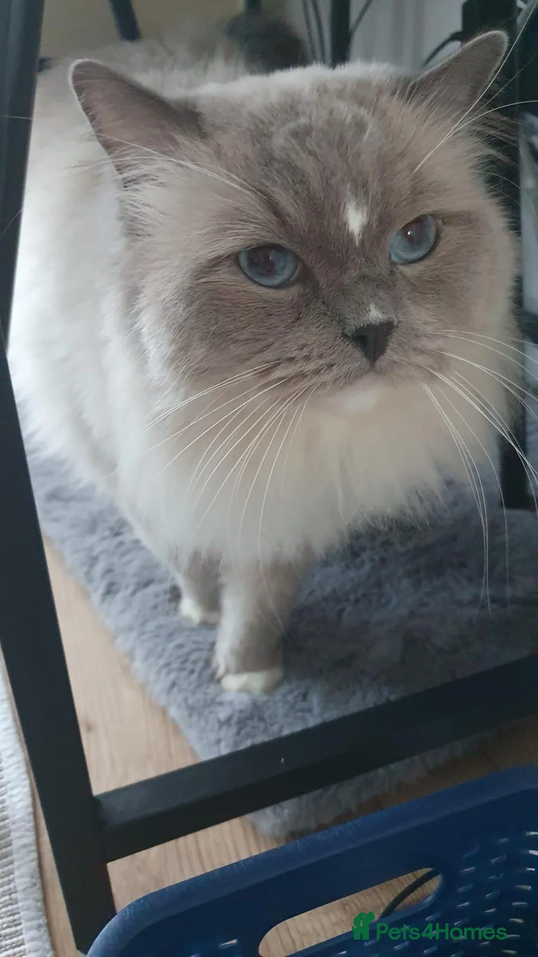 Ragdoll cats for sale: Male Ragdoll pure breed.  - Advert 1