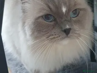 Ragdoll cats Male Ragdoll pure breed. - Advert 1