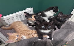 Mixed Breed cats for sale: Sweet kittens 😻 - Image 7