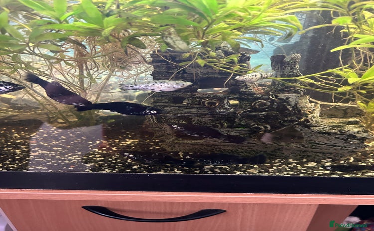 Mollies fish - Advert 4