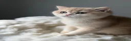 British Shorthair cats for sale: Luxury British Shorthair Lilac kitten - Advert 11