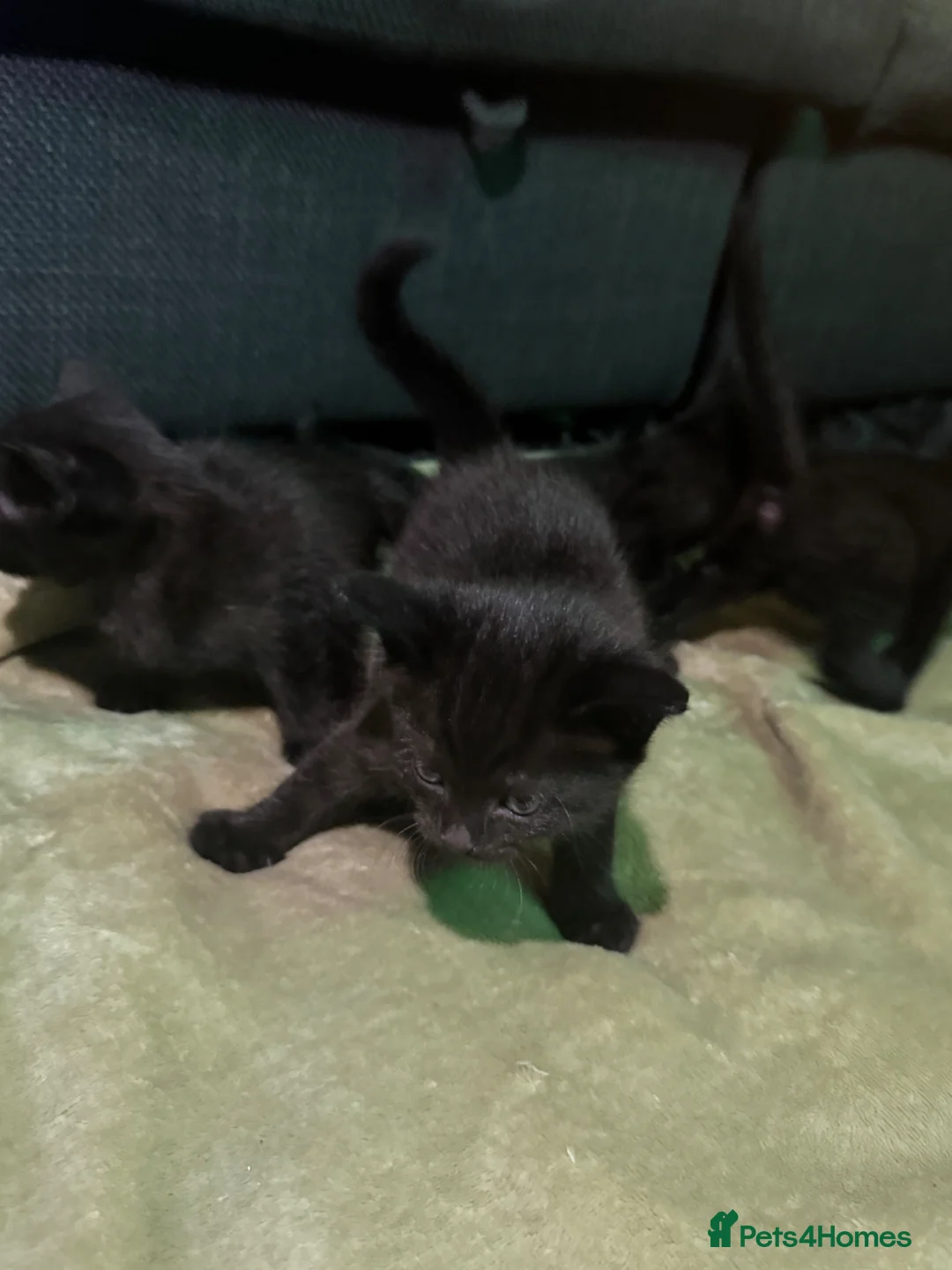 Siamese cats for sale: (2 left!!) Beautiful 1/2 Siamese kittens  in Wokingham - Advert 6