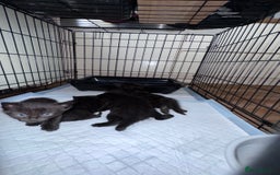 Mixed Breed cats for sale: Adorable Kittens Ready for Their Forever Homes🐾 - Image 8