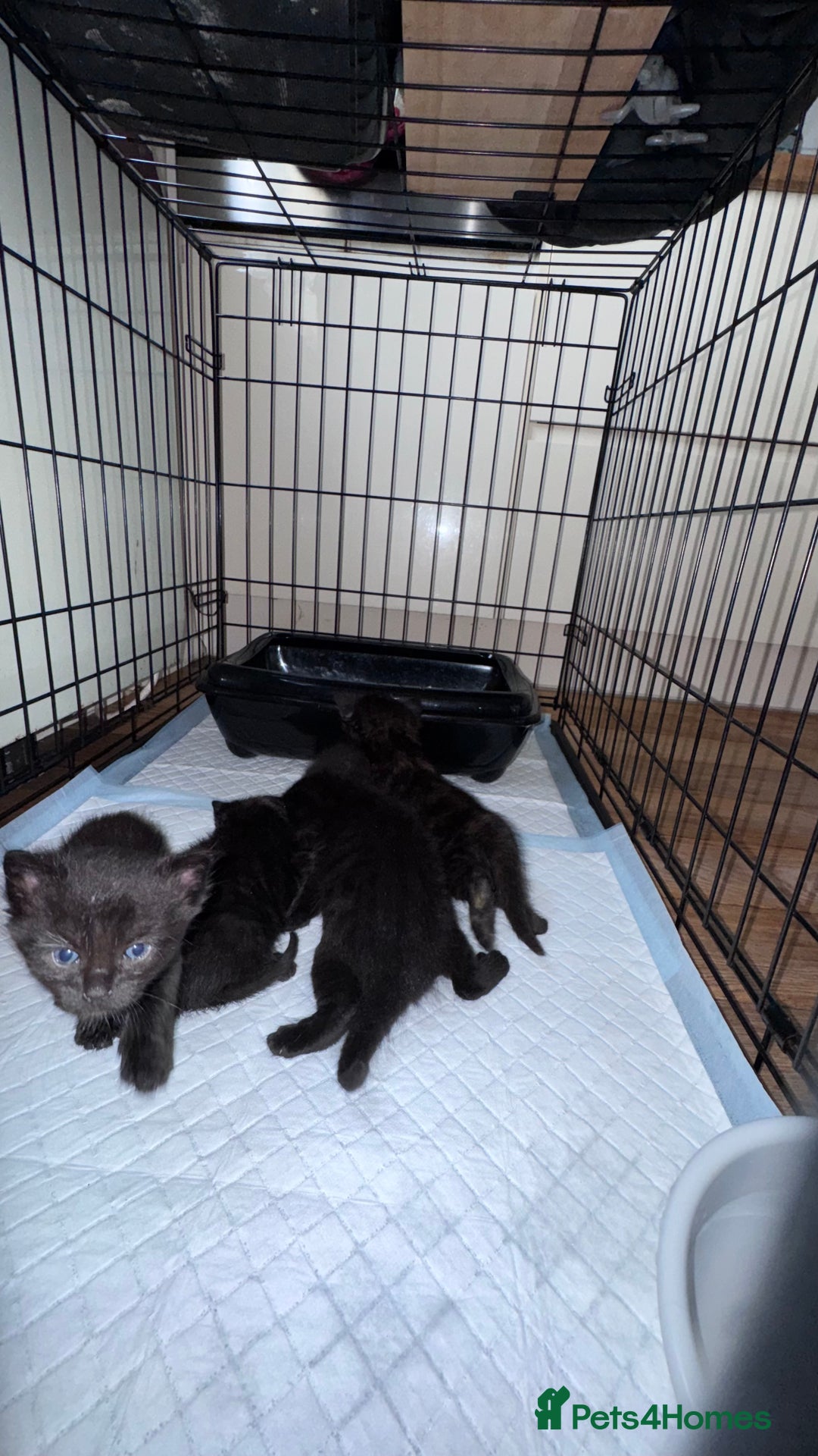 Mixed Breed cats for sale: Adorable Kittens Ready for Their Forever Homes🐾 - Image 8