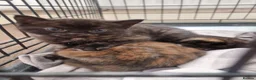 Mixed Breed cats for sale: Beautiful kittens  - Advert 7