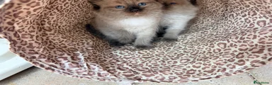 Ragdoll 1