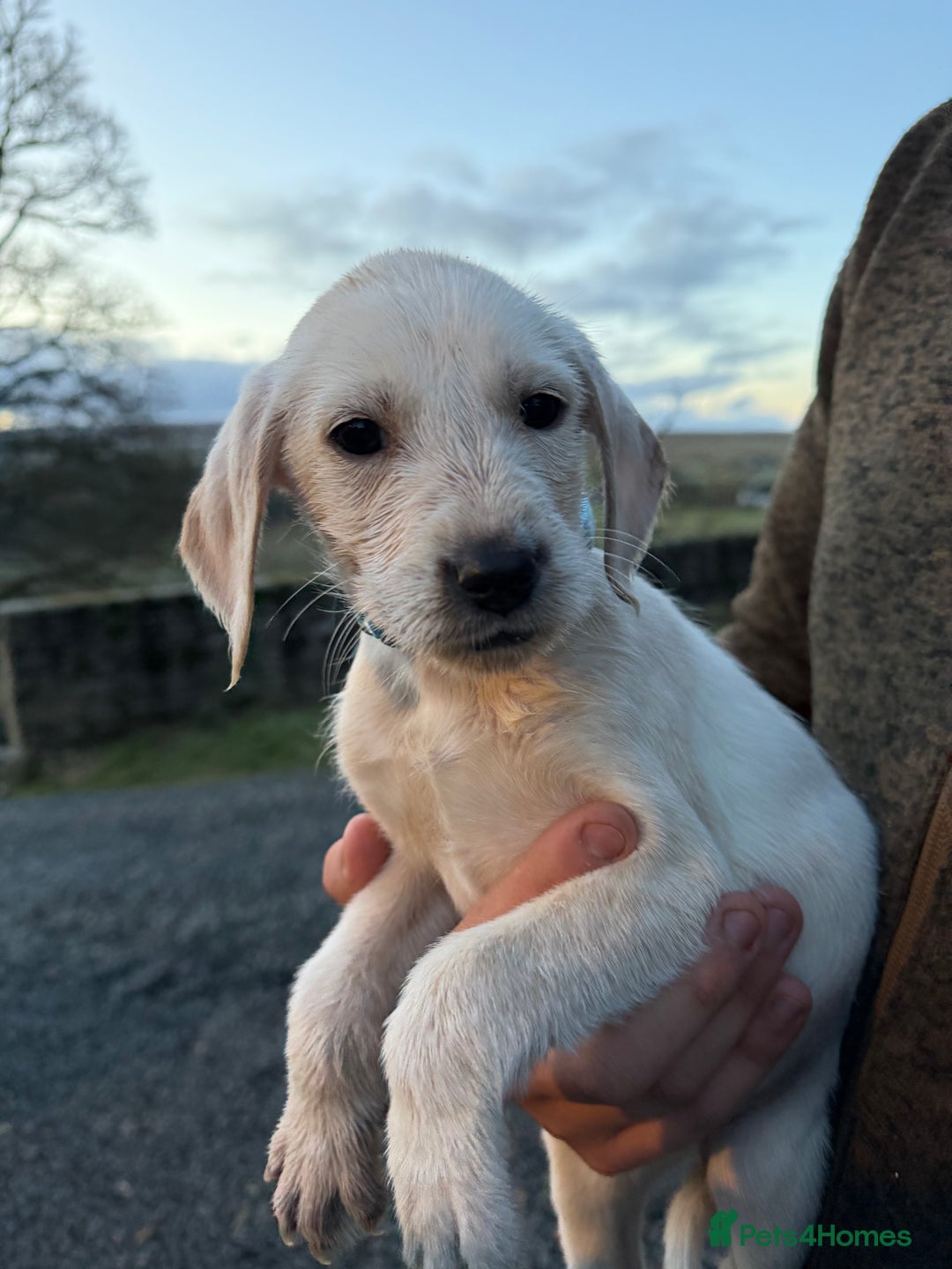 Mixed Breed dogs for sale: Stunning Labrador Pointer Puppies – Ready to go - Advert 35
