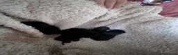 Mixed Breed cats for sale: Black Moggies with moustache  in Southampton - Advert 4