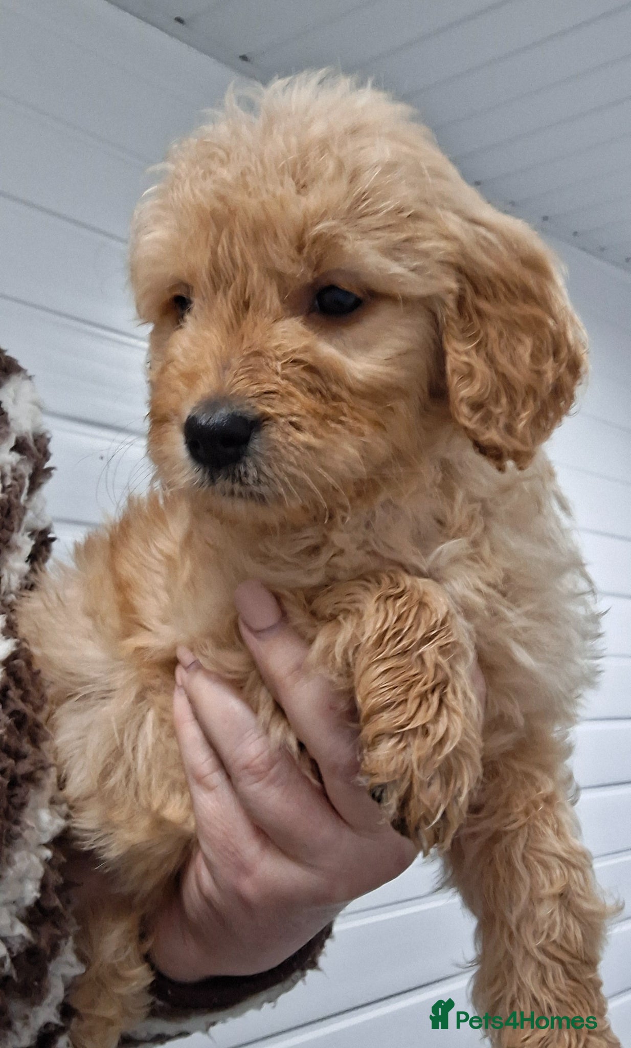 Goldendoodle dogs F1 Goldendoodle's - Advert 1