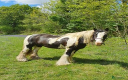 Other Breed horses for sale: Ride/Drive Gypsy cob - Image 3