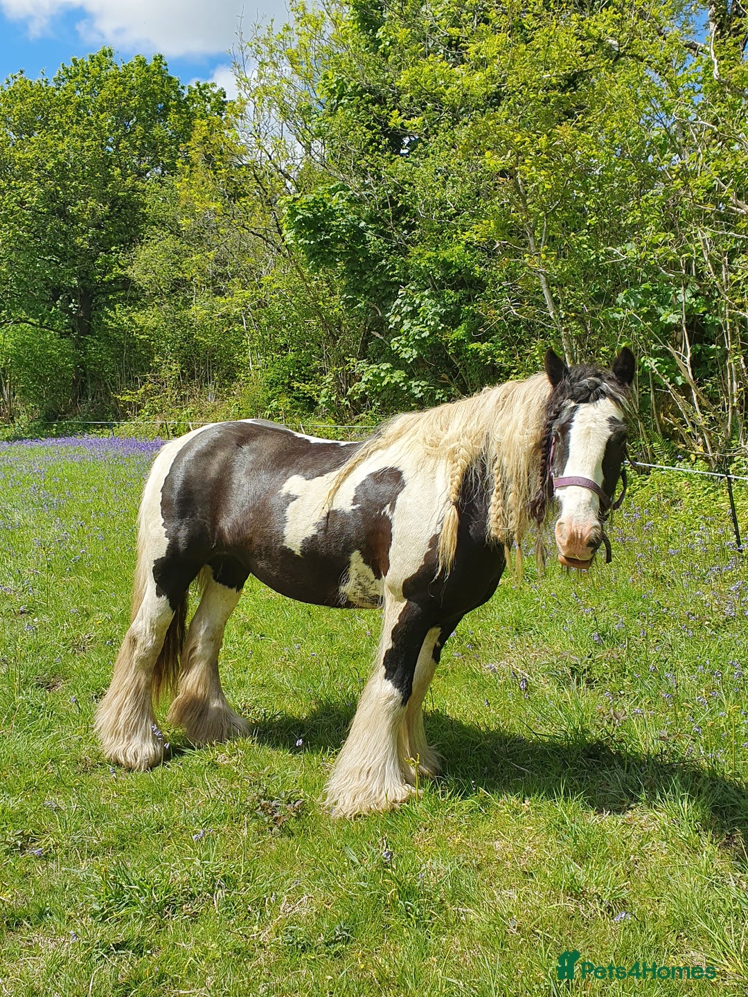 Other Breed horses for sale: Ride/Drive Gypsy cob - Image 3