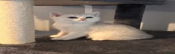 British Shorthair cats for sale: 3 Gorgeous White & Golden Shorthair Boys 🐾 - Advert 8