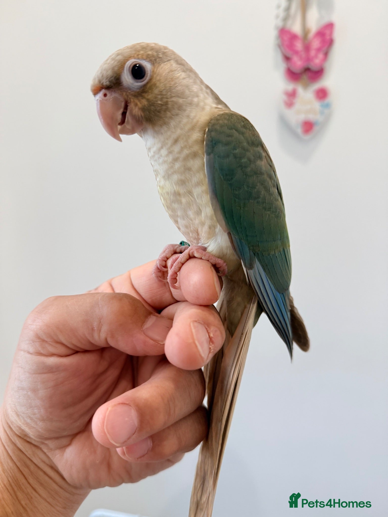 Conures birds HAND REARED TAME BABY CONURES  - Advert 1