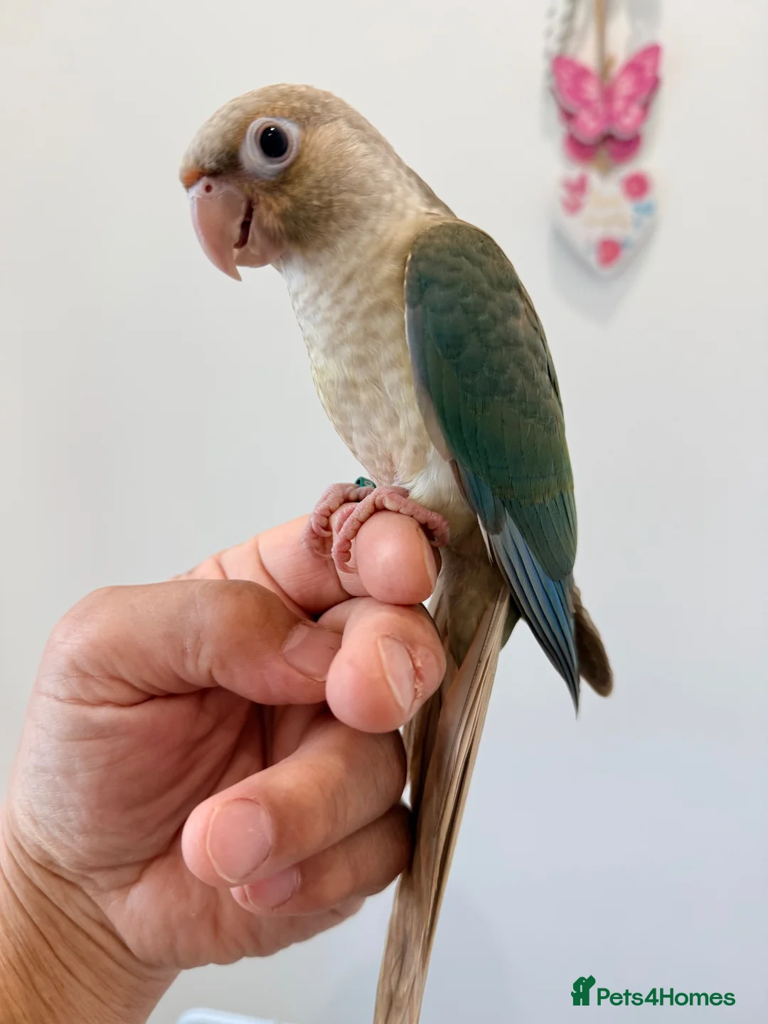 Conures birds for sale: HAND REARED TAME BABY CONURES  - Advert 1