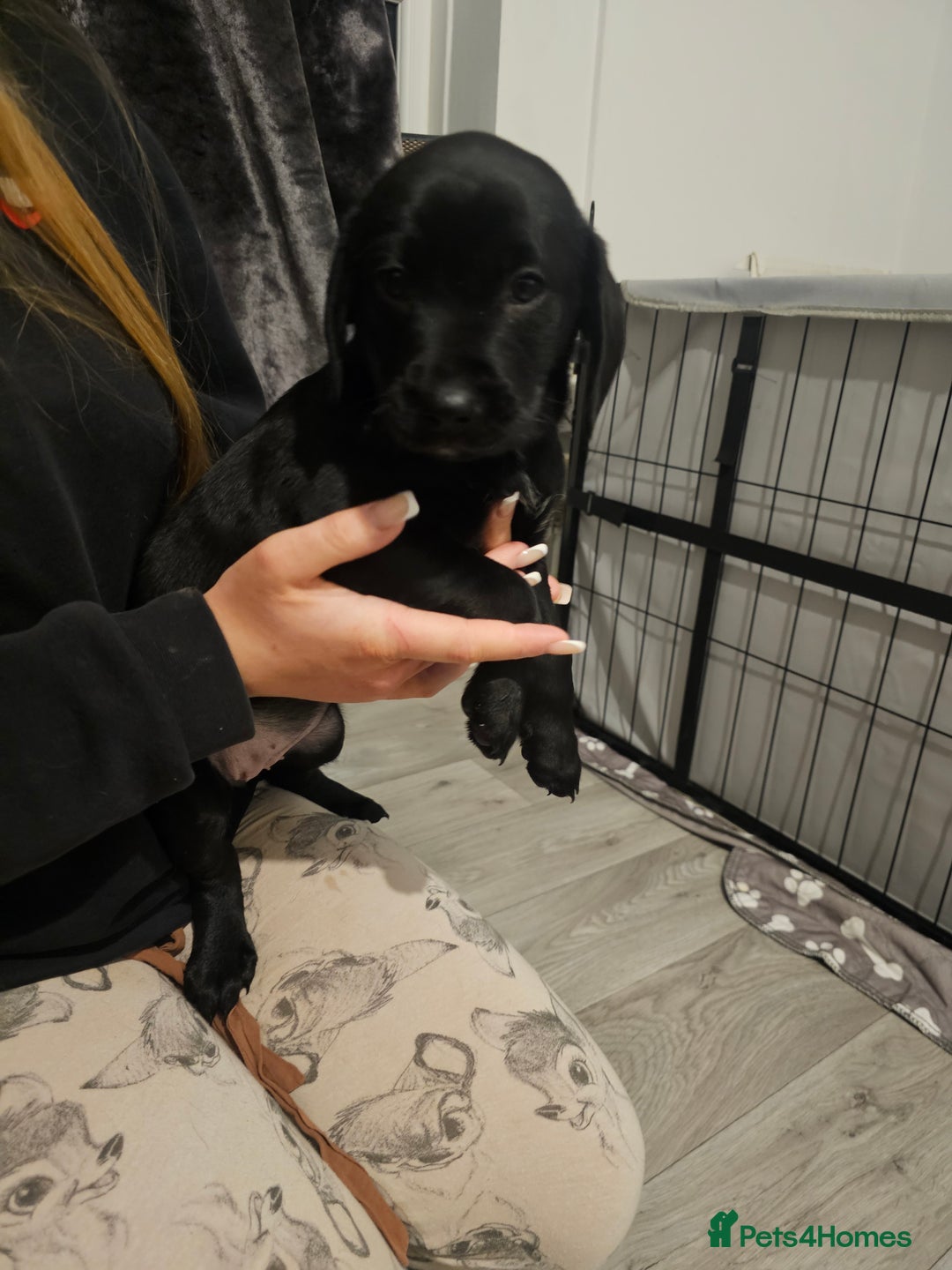 Mixed Breed dogs for sale: Chunky staff x lab pups 3 left - Advert 5