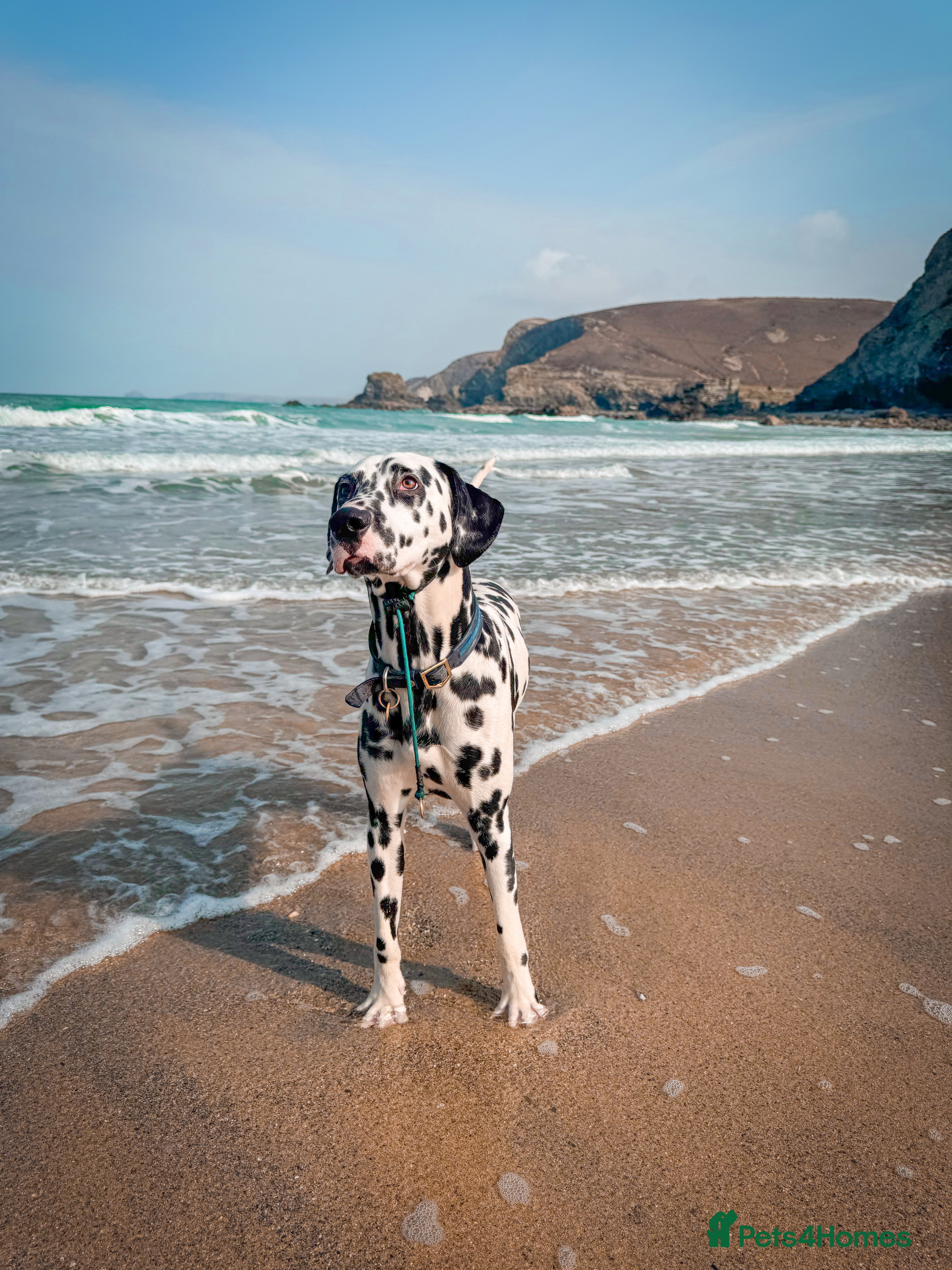 Dalmatian dogs KC Registered Dalmatain For Stud - Advert 5