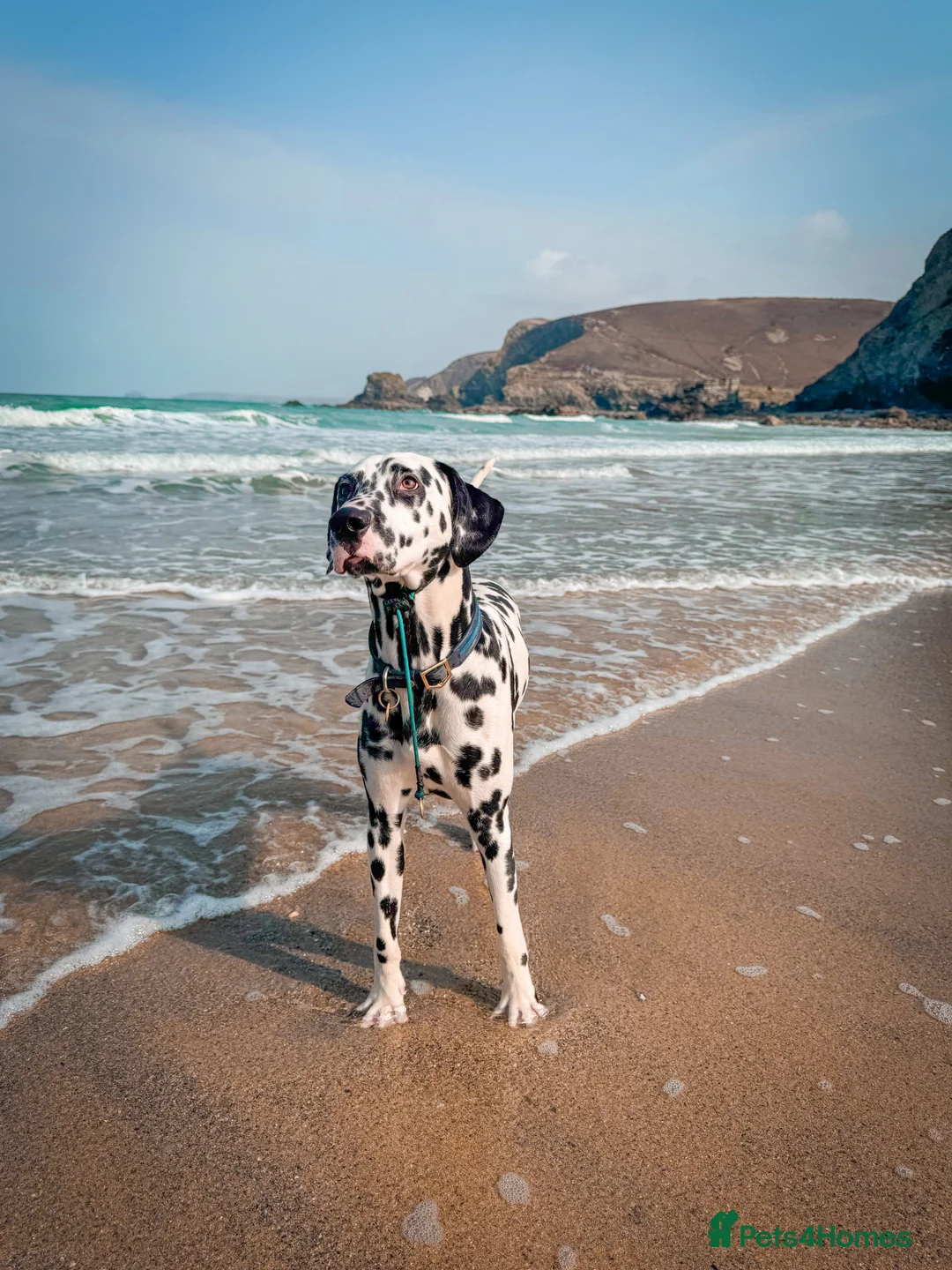 Dalmatian dogs for stud: KC Registered Dalmatain For Stud - Advert 2