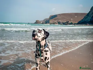 Dalmatian dogs KC Registered Dalmatain For Stud - Advert 5