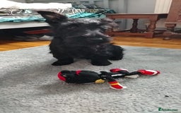 Scottish Terrier dogs for sale: Gorgeous Scottish boy available  - Image 5