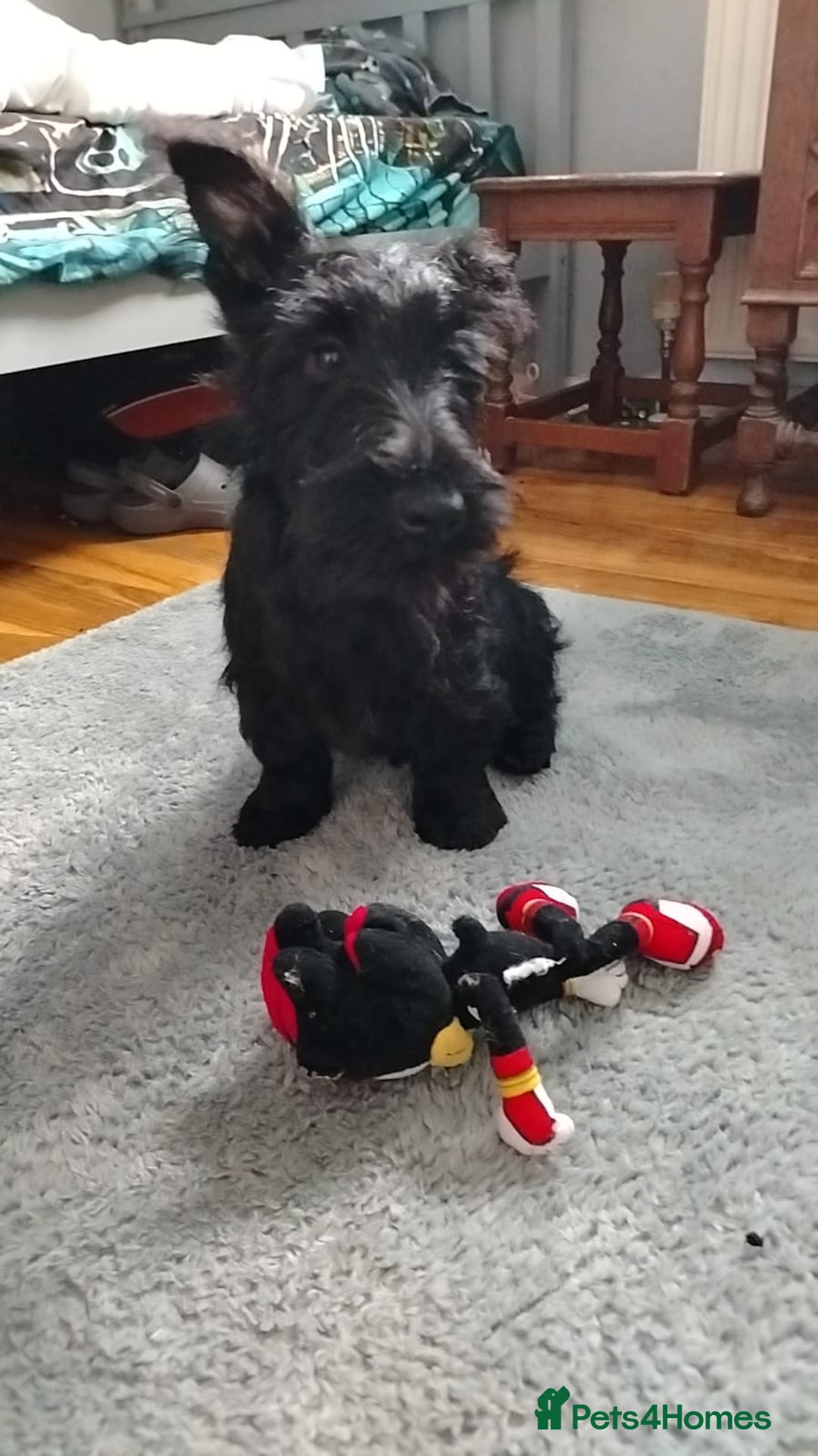 Scottish Terrier dogs for sale: Gorgeous Scottish boy available  - Image 5