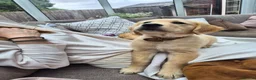 Golden Retriever dogs for sale: Golden Retriever puppies - Advert 31