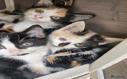 Persian cats for sale: Very beatifull mix breed/Persian kittens  - Image 10