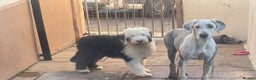 Old English Sheepdog dogs for sale: Old English sheep dogs kc  - Advert 5