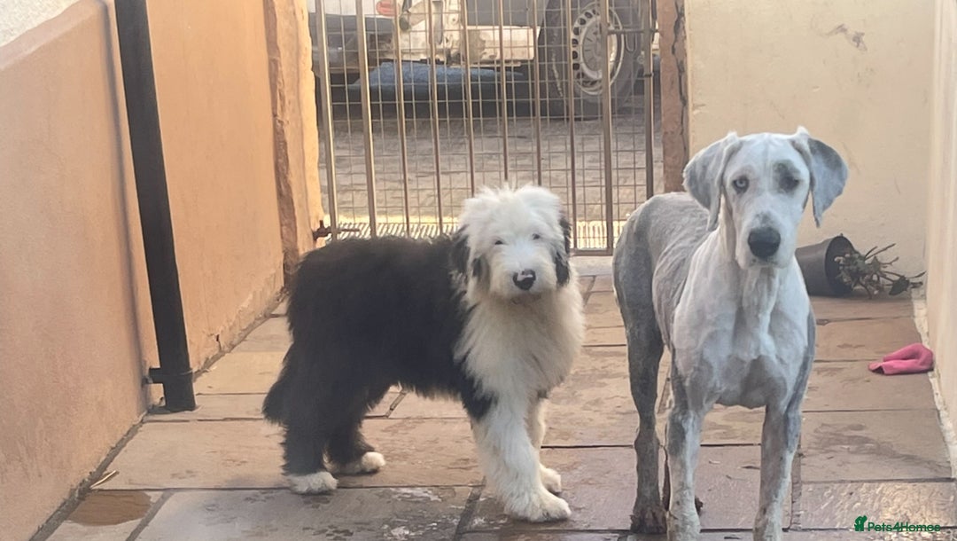 Old English Sheepdog dogs for sale: Old English sheep dogs kc  - Advert 5