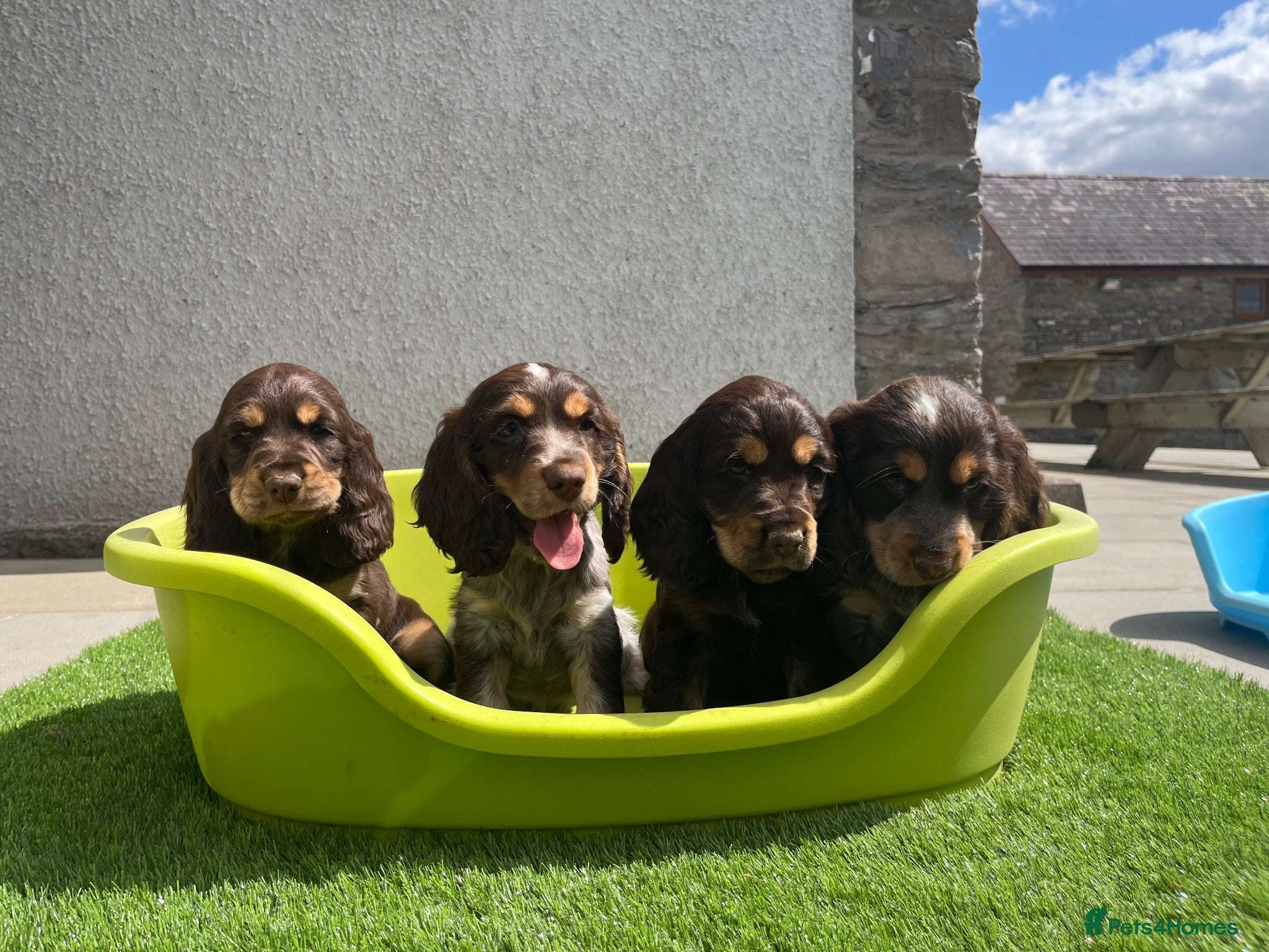 Cocker Spaniel dogs ⭐️ Health tested KC reg show type cocker 🐶  - Advert 1