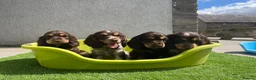 Cocker Spaniel dogs for sale: ⭐️ Health tested KC reg show type cocker 🐶  - Advert 1