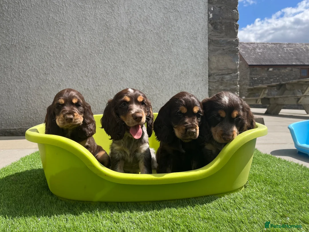 Cocker Spaniel dogs for sale: ⭐️ Health tested KC reg show type cocker 🐶  - Advert 1
